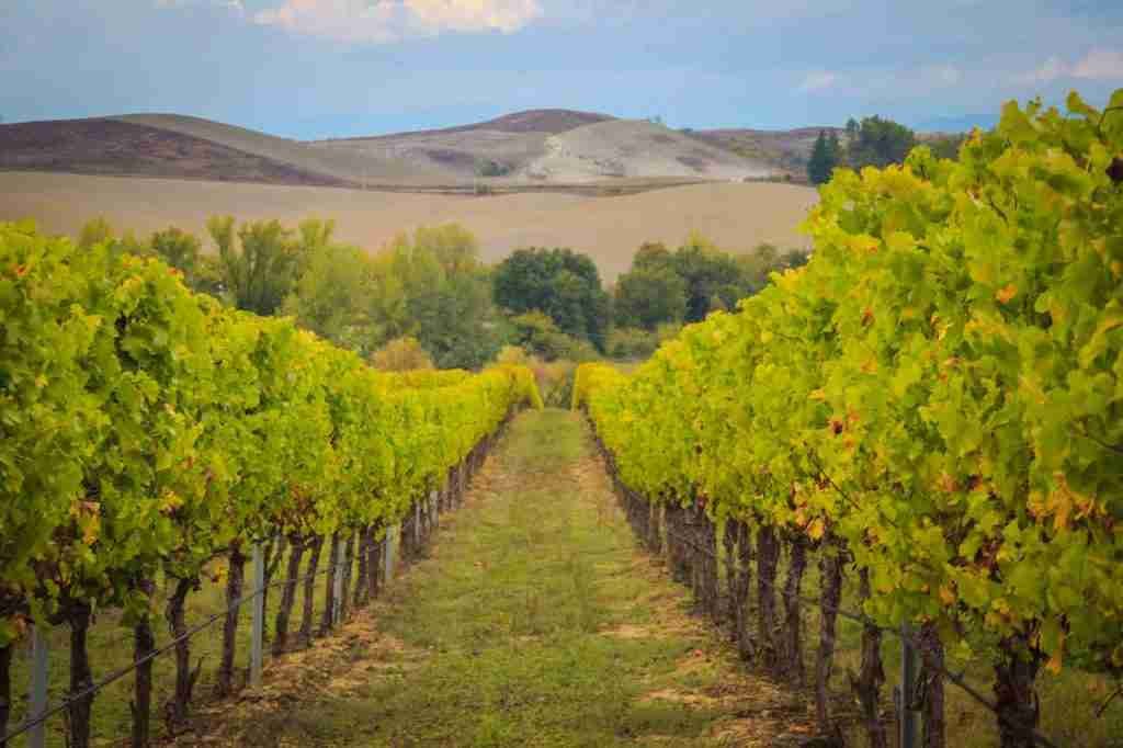 Tuscany wine: The vineyards along the Via Francigena Toscana trail in Italy