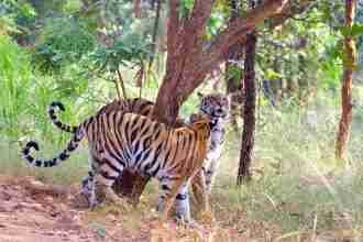 Best Jungle Safari in India is not just about Tiger sighting but it is definitely the highlight