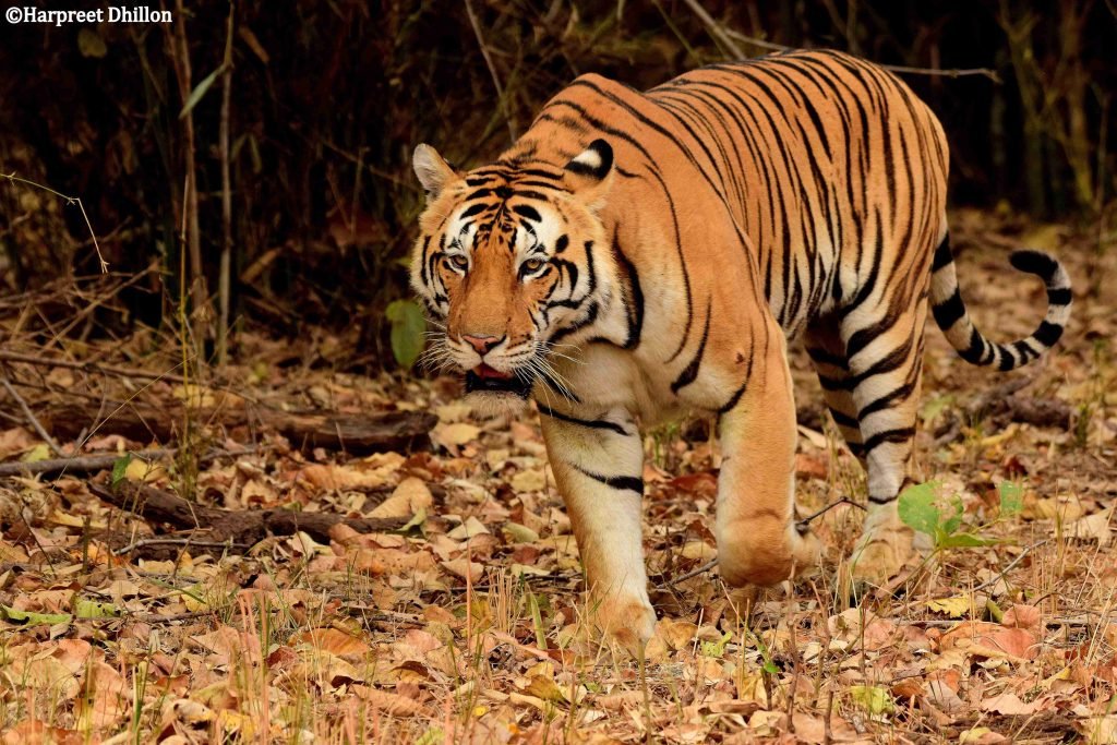 Central India Safari Itinerary: Ultimate 6N/7D Pench & Tadoba Guide