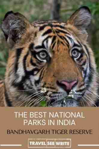 How to successfully plan a Bandhavgarh National Park Safari, Madhya ...