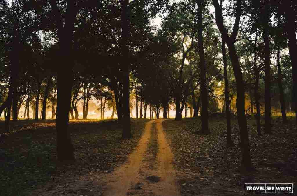 The golden hour at Bandhavgarh National Park