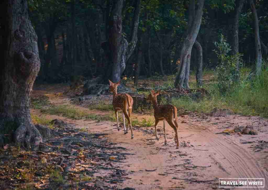 Spotted deer in Bandhavgarh Tiger Reserve, Madhya Pradesh