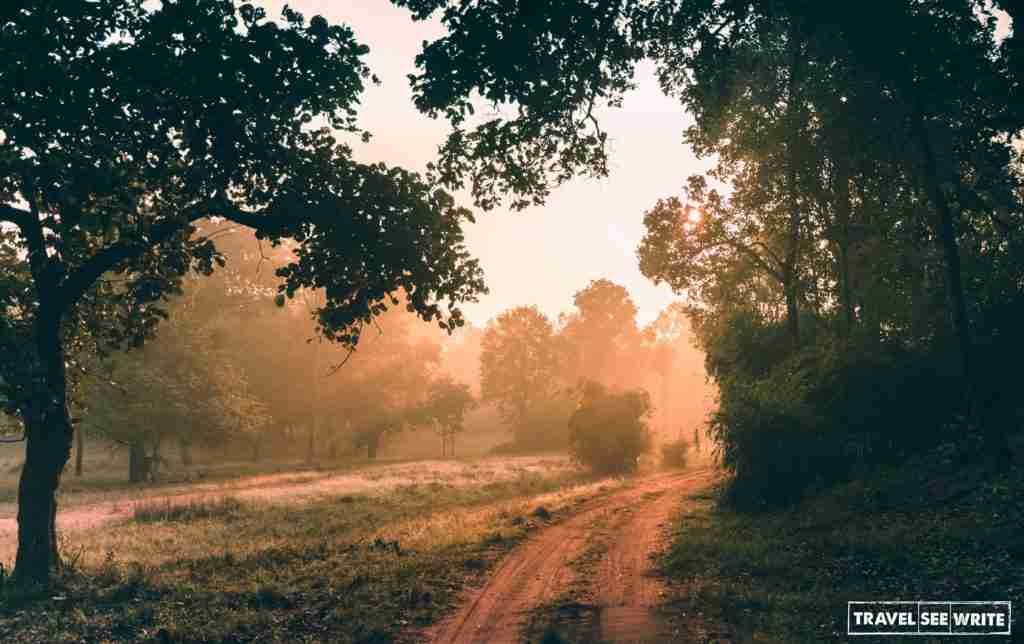 Morning golden hour experienced during Bandhavgarh National Park Safari