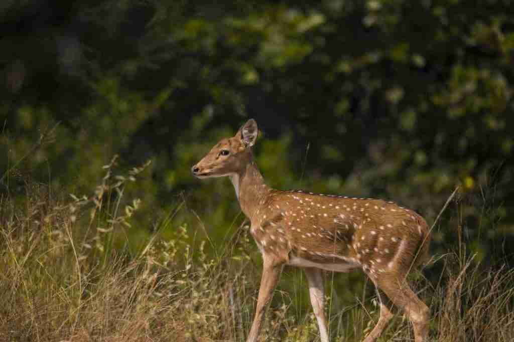 Bandhavgarh is a heaven for wildlife and nature lovers