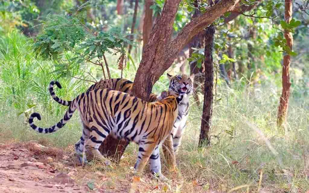 Bandhavgarh has the highest density of Tigers in India