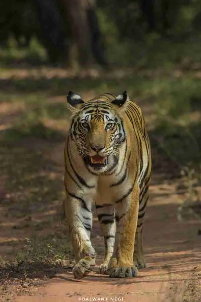 Balwant Negi, naturalist from Treehouse Hideaway saw Dotty and we missed her.