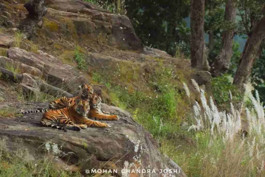 Tiger cubs spotted by Mohan in his past sightings at Bandhavgarh National Park, MP