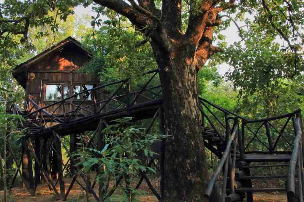 The sprawling Treehouse built on a Mahua Tree, Treehouse Hideaway, Bandhavgarh, MP