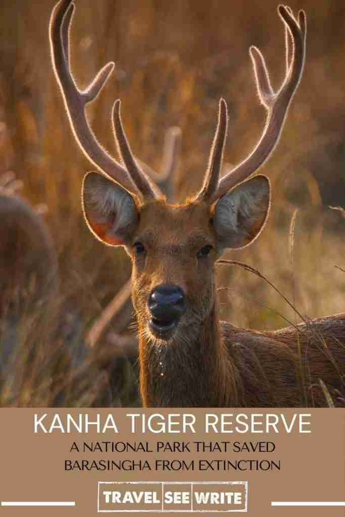 Kanha Tiger Reserve saved Barasingha from extinction