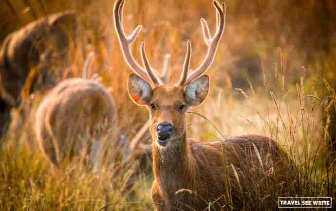 Kanha National Park: A Tiger Reserve that saved Barasingha from ...