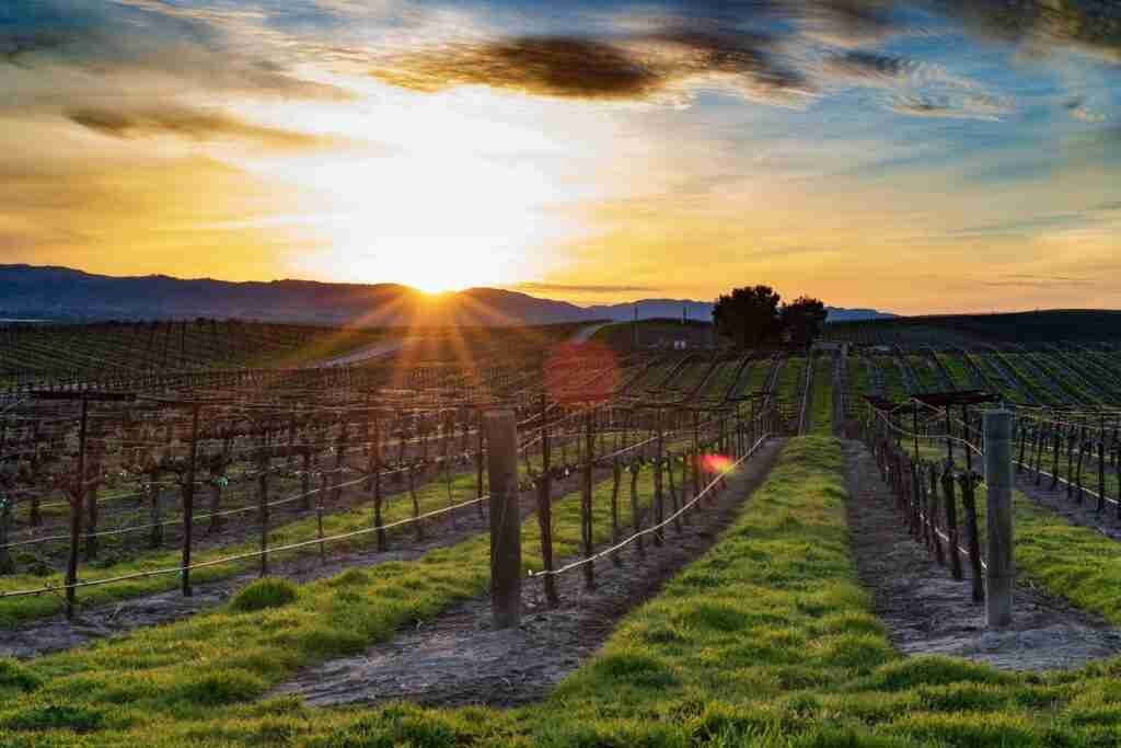 Paso Robles Vineyards. Photo by Hari Nandakumar on Unsplash