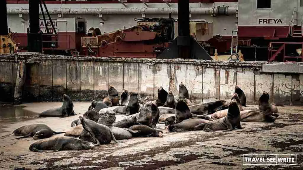 Sea lions lounging on the Kiddie Beach, Oxnard, California