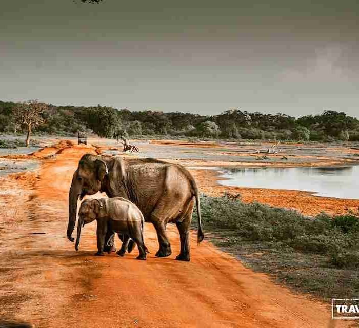 Wildlife & Safari