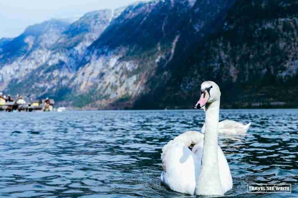 Swans in the Hallstatt Lake