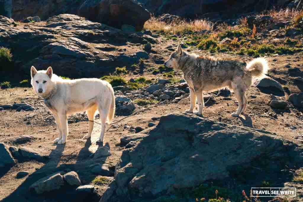 Greenlandic dogs are considered one of the purest dog breeds in the world.