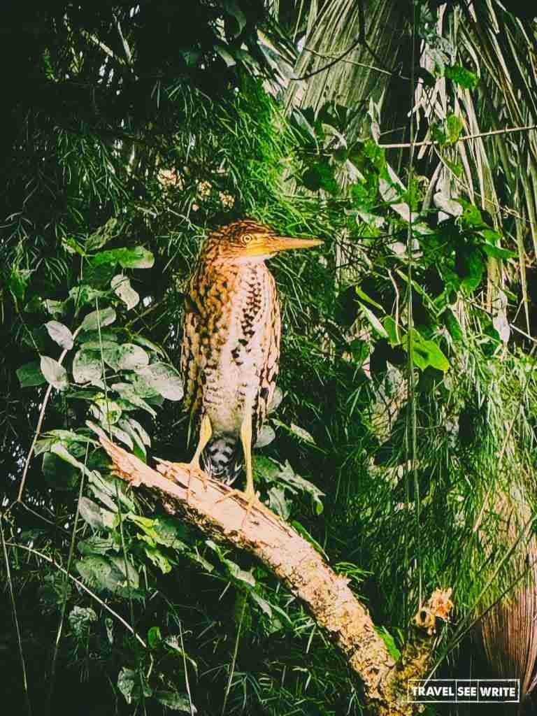 Tiger Heron found in the rainforests surrounding the Gatun Lake