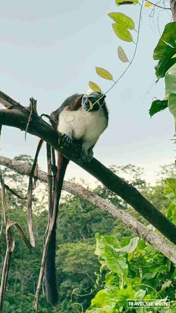 Tamarin monkeys seen during the boat tour of Lake Gatun