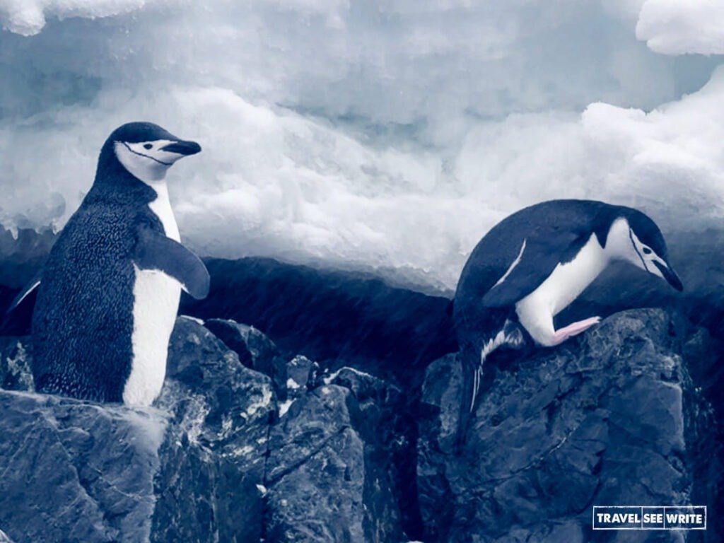 Chinstrap Penguins, of Antarctica