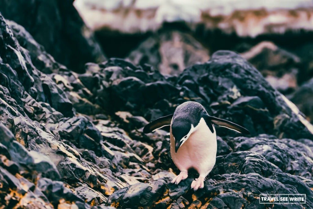 Chinstrap Penguin of Antarctica