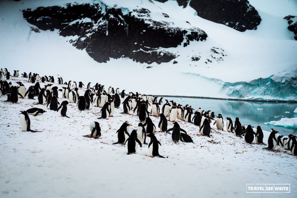 Our first zodiac landing was at Cuverville Island, where I first time saw Gentoo Penguins colony.