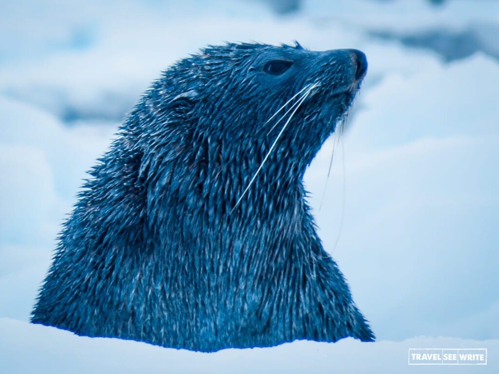 Antarctica Travel Guide: In Antarctica, you can see 6 species of seals - Antarctic Fur Seals, Leopard Seals, Ross Seals, Southern Elephant Seals, Crabeater Seals and Weddell Seals.