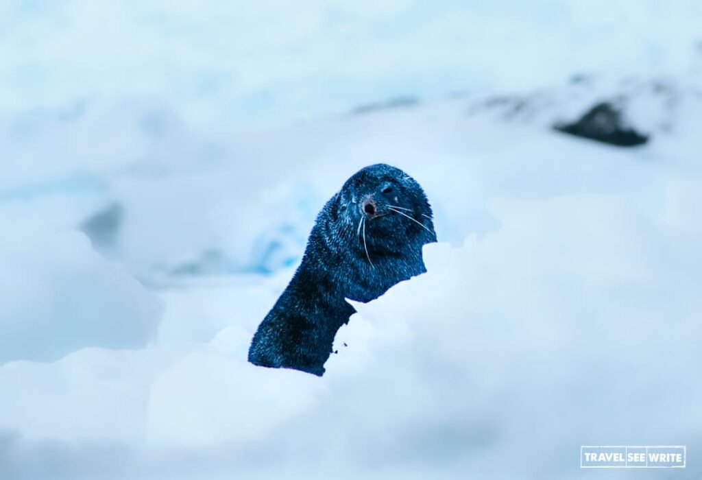 A Leopard Seal pup inquisitively looking at human beings. 