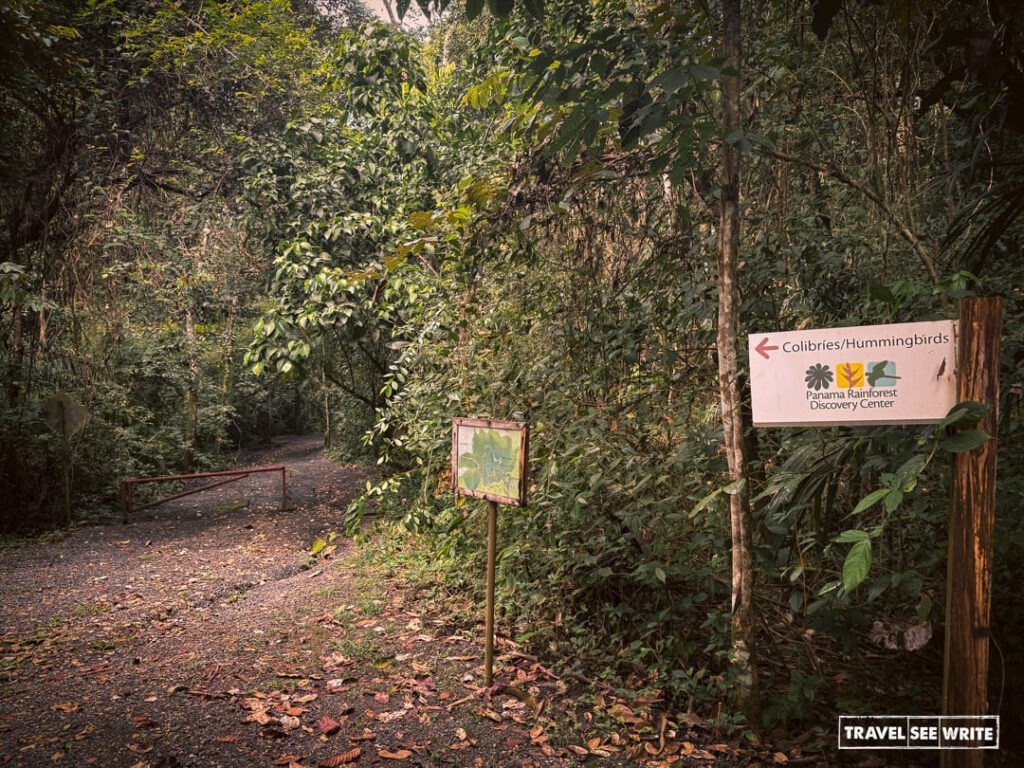 Over 260 bird species have been recorded at the Panama Rainforest Discovery Centre