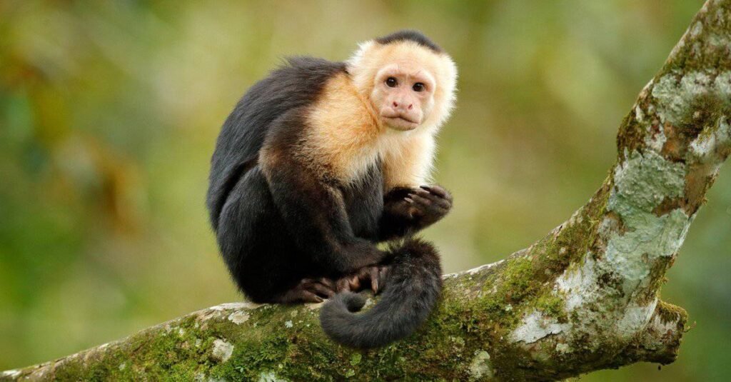Capuchin Monkey of the Peruvian Amazon Rainforest