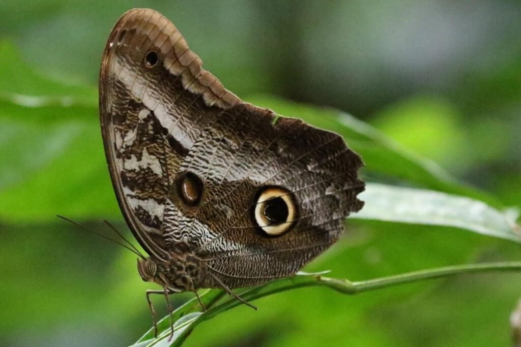 Owl Buttery: their most distinctive features to startle birds and other predators, often with blue, yellow, or purple rings.