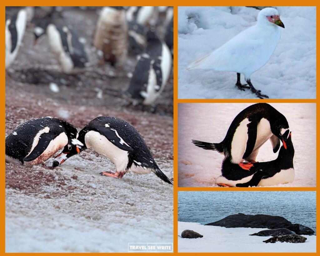 Adorable wildlife of Antarctica - Gentoo Penguins, snowy sheathbill, and Leopard Seals