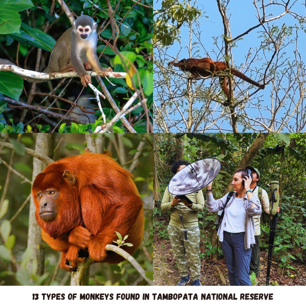 13 types of monkeys are found in the Peruvian Amazon Rainforest