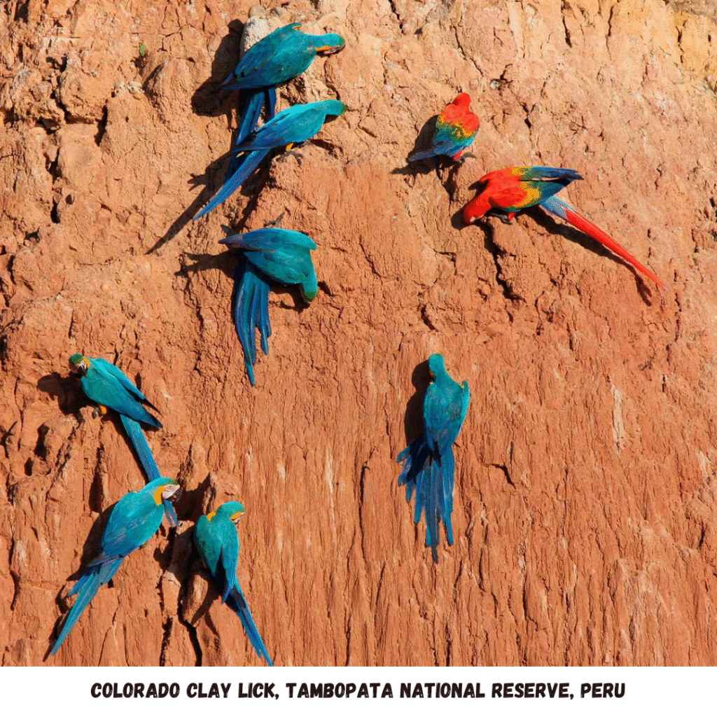 colorado clay lick at Tambopata Reserach centre