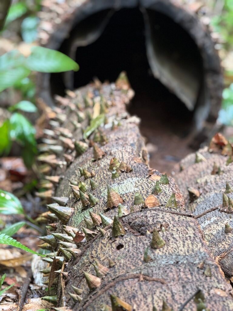 The Wimba Tree, covered in huge spikes in Peruvian Amazon