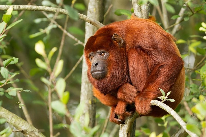 My Unforgettable Journey into the Heart of the Amazon: A Tambopata Research Centre, Peru