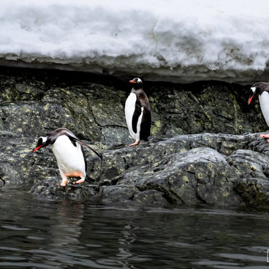 Antarctica: The Polar Regions