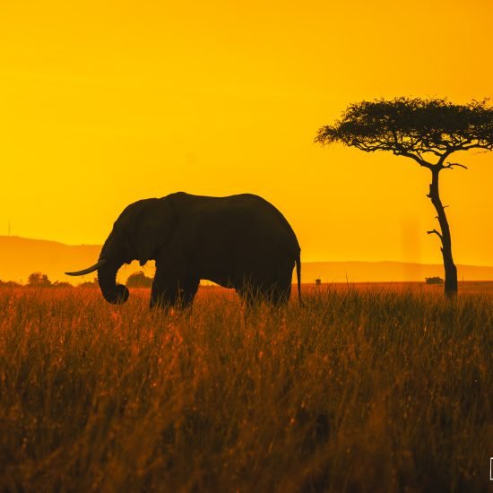 Africa: The Untamed Frontier