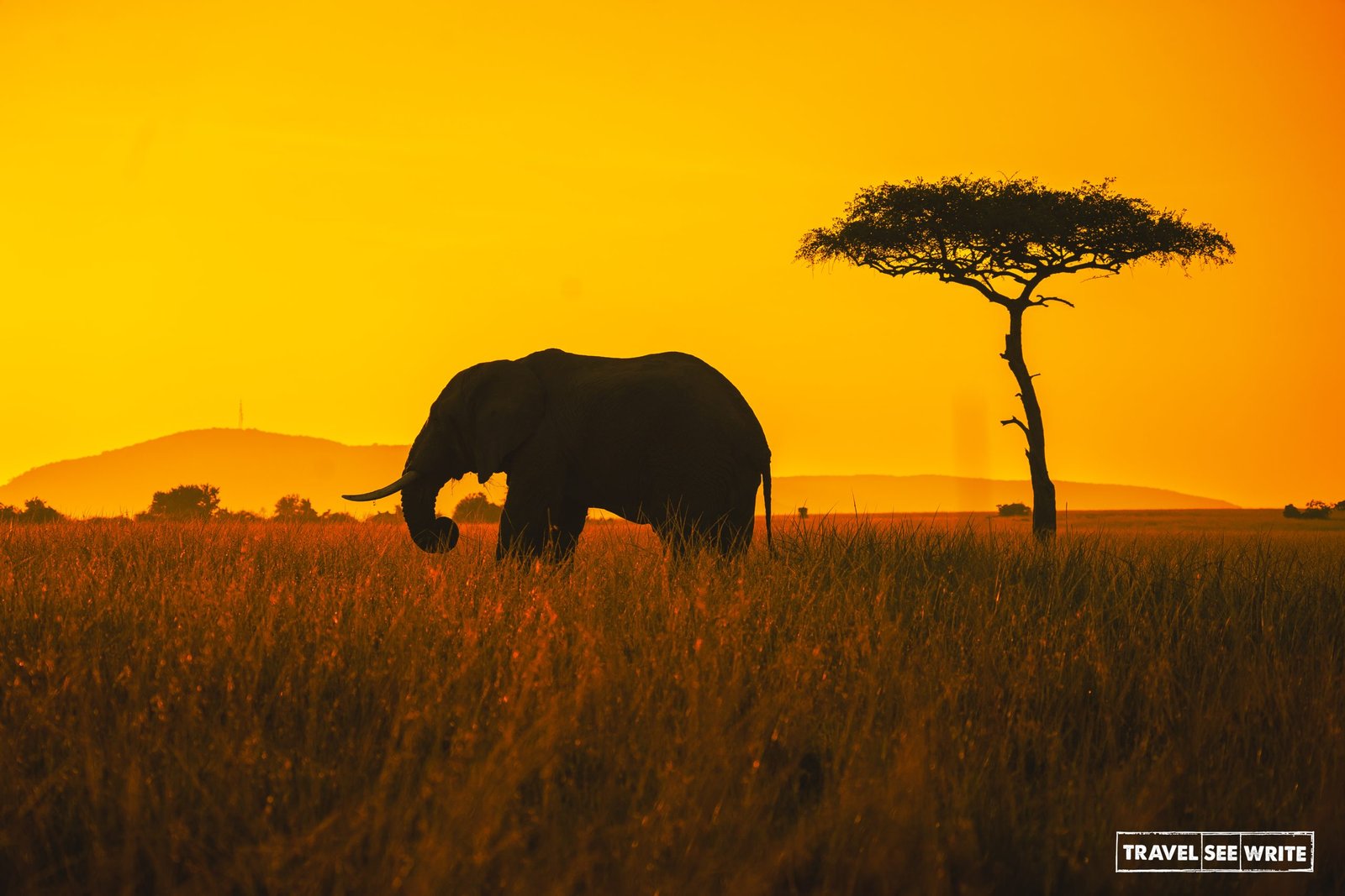 Africa: The Untamed Frontier