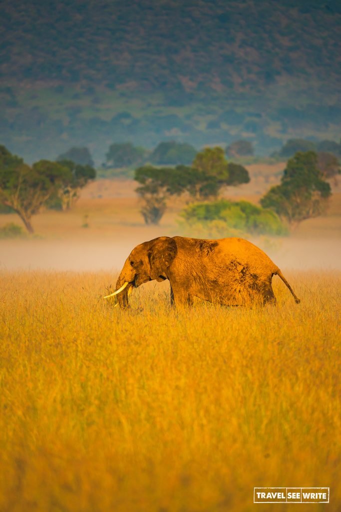 A bull elephant walking through golden grass in Kenya at sunrise