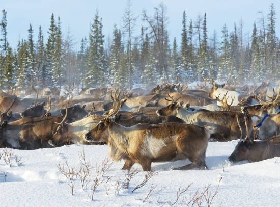 Russian Arctic