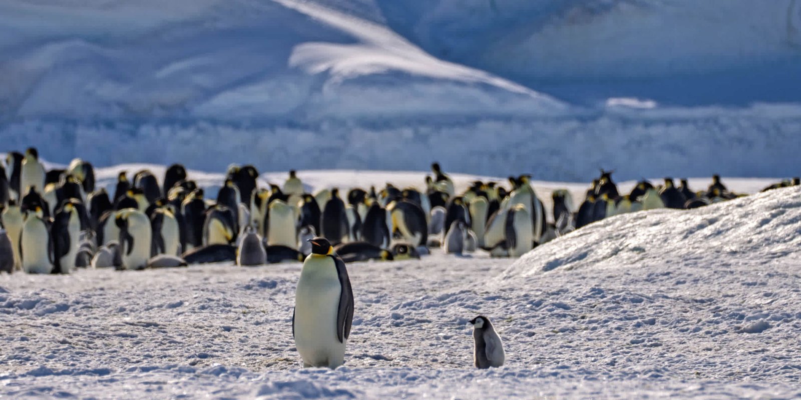 Luxury Holidays in Antarctica