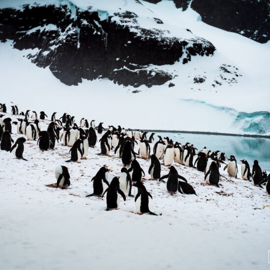 Arctic or Antarctica? Which Polar Trip Is Right for You (From Someone Who Has Done Both)