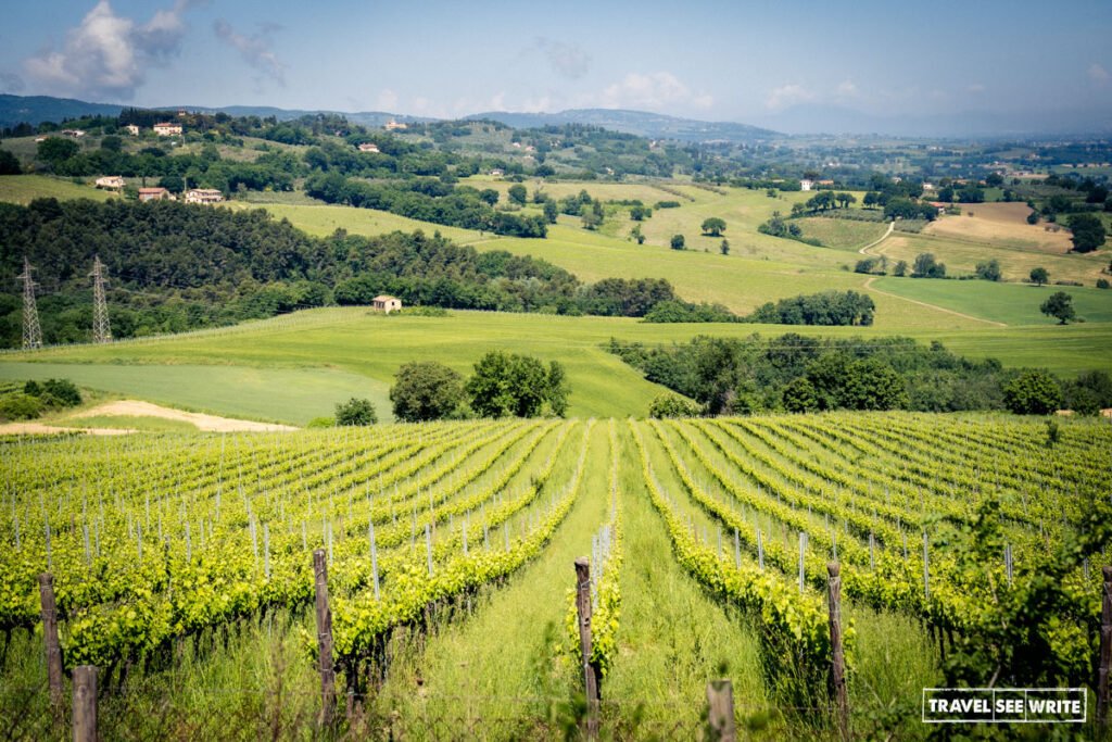 Vineyards of montefalco, Umbria, Italy 